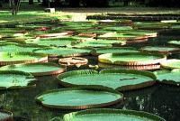 Pamplemousses Garden